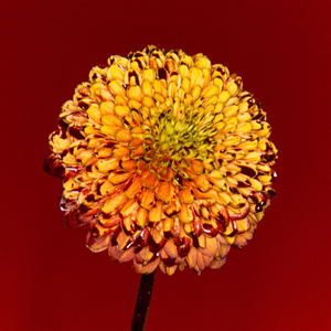 初入圆房落女的真实视频
